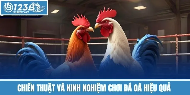 Chiến Thuật Và Kinh Nghiệm Chơi Đá Gà Hiệu Quả 